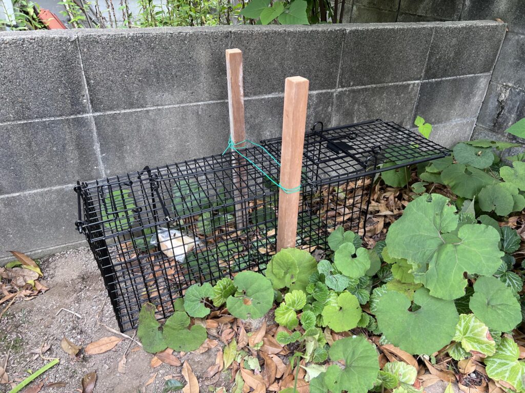 町内に3つ目の捕獲檻（オリ）を仕掛ける！